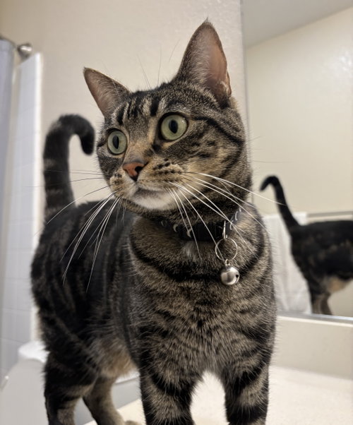 Tigger (Courtesy Post), a cat for adoption from The Dancing Cat