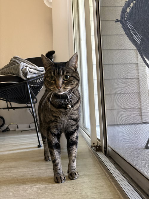 Photo 2 of Tigger (Courtesy Post)