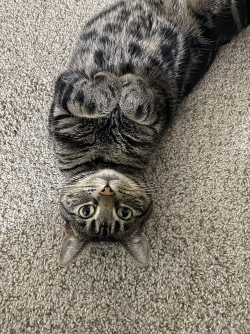 Photo 3 of Tigger (Courtesy Post)