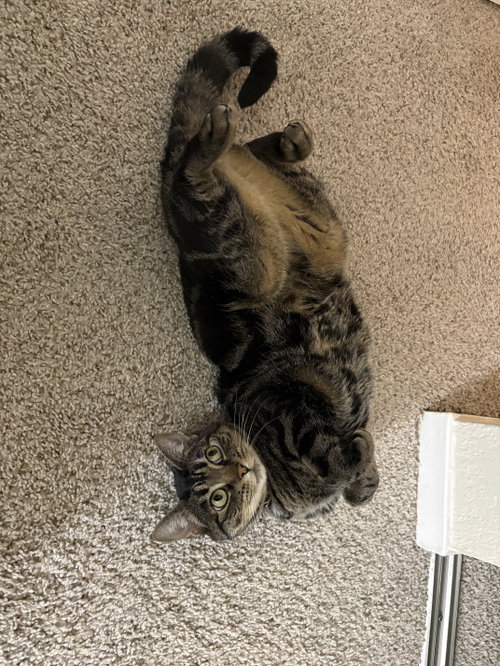 Photo 4 of Tigger (Courtesy Post)