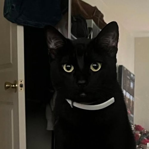 Panda (Courtesy Post), a cat for adoption from The Dancing Cat