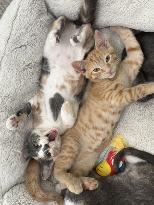 Honeybun bonded w/Sweetiepie, a cat for adoption from The Dancing Cat