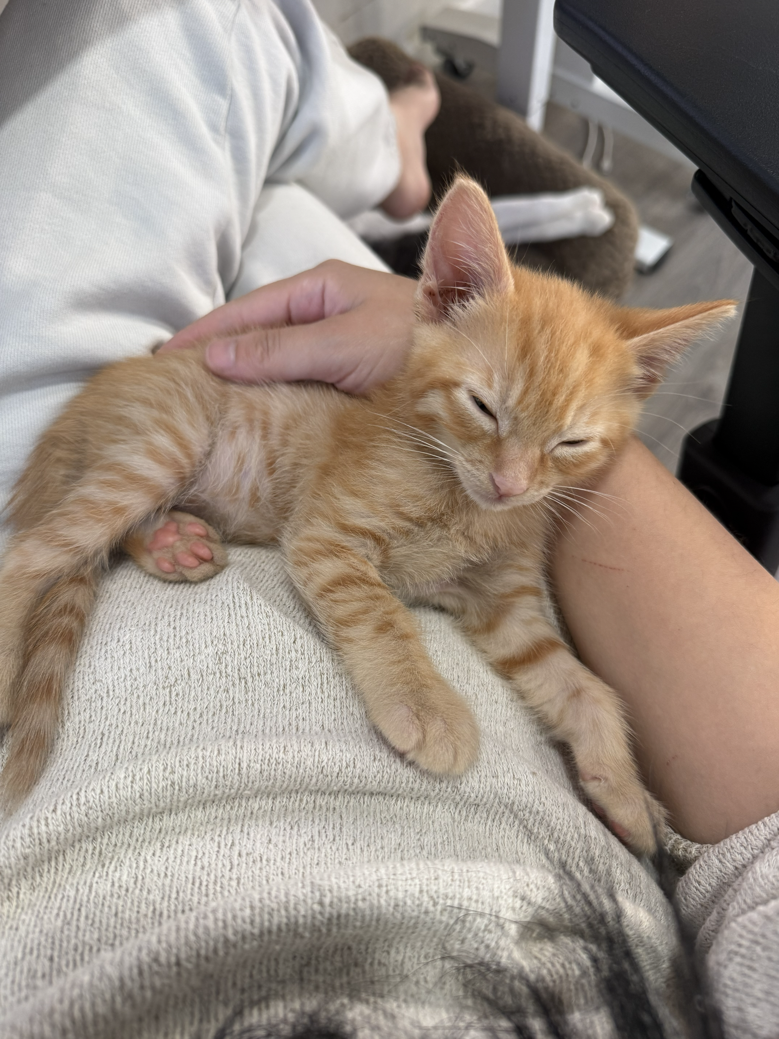 Honeybun bonded w/Sweetiepie, photo 3