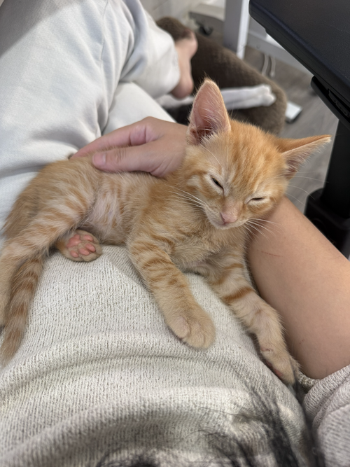 Photo 2 of Honeybun bonded w/Sweetiepie