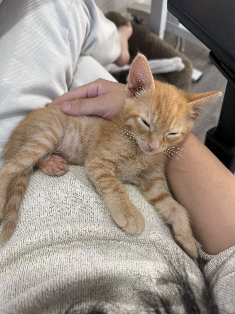 Honeybun bonded w/Sweetiepie, photo 3