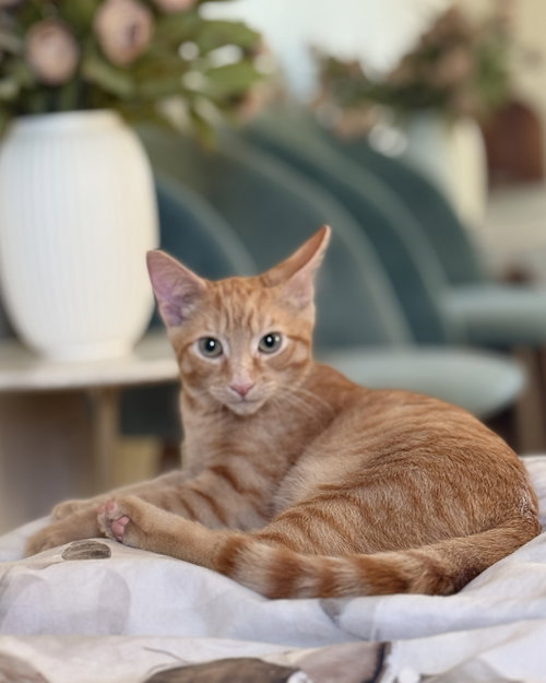 Honeybun bonded w/Sweetiepie, Domestic Short Hair / Mixed (short coat)