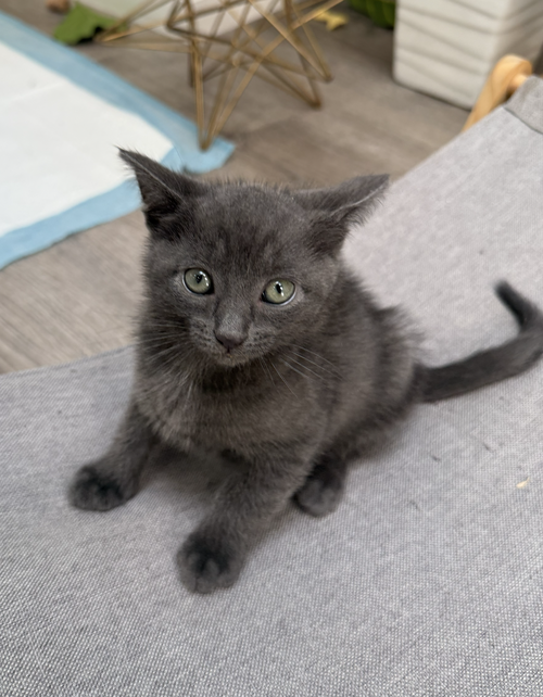 Sugarplum Baby, a cat for adoption from The Dancing Cat