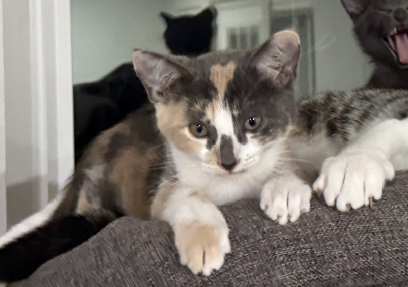 Sweetiepie bonded w/ Honeybun, photo 4