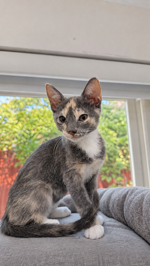 Babycakes, a cat for adoption from The Dancing Cat