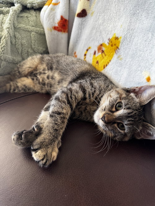 Lady Benny, a cat for adoption from The Dancing Cat