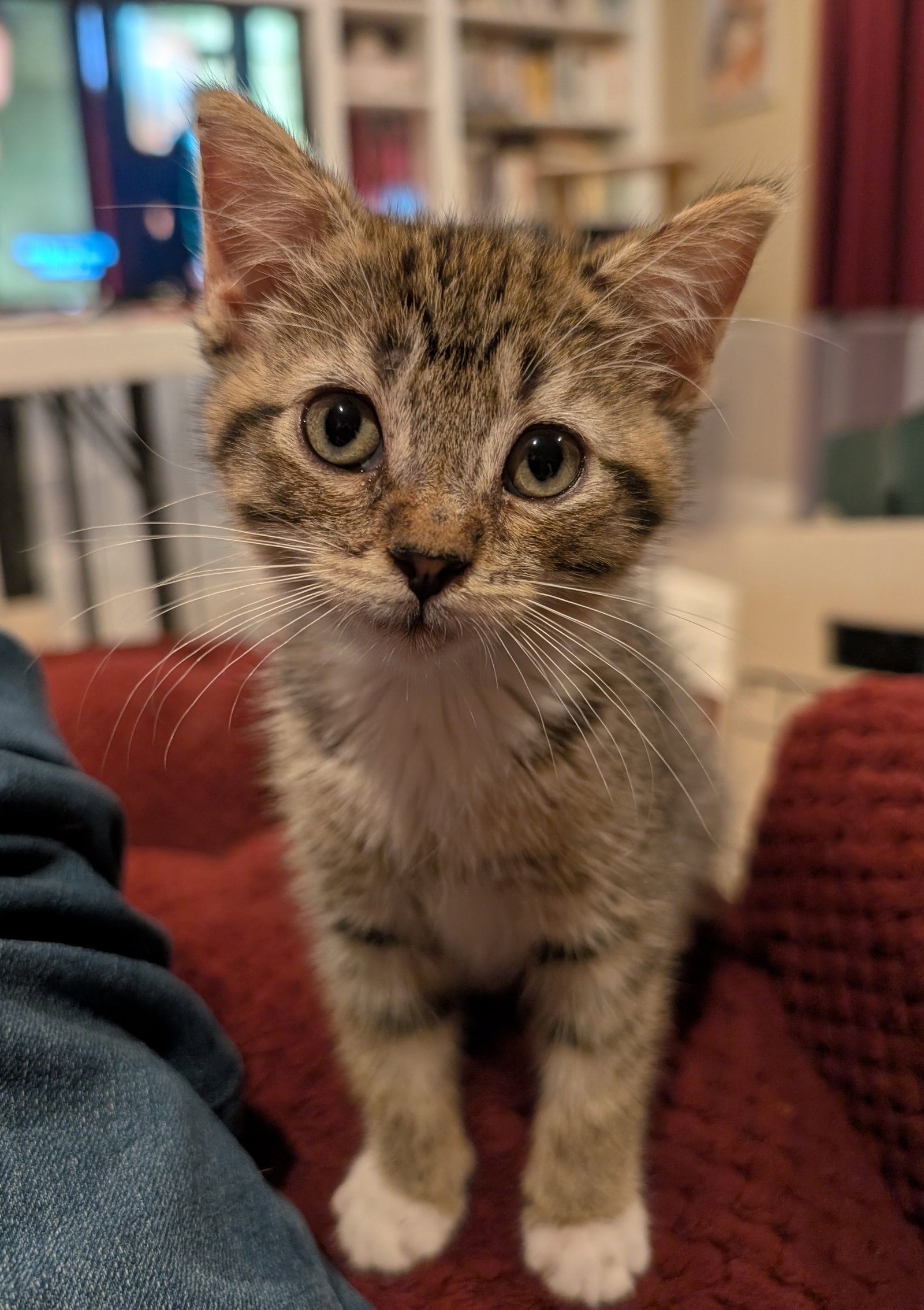 Daisy Skye (bonded w/ Lily Pad), photo 4