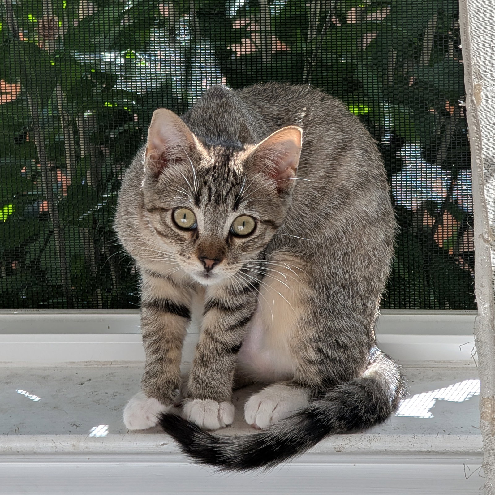 Daisy Skye (bonded w/ Lily Pad), photo 8