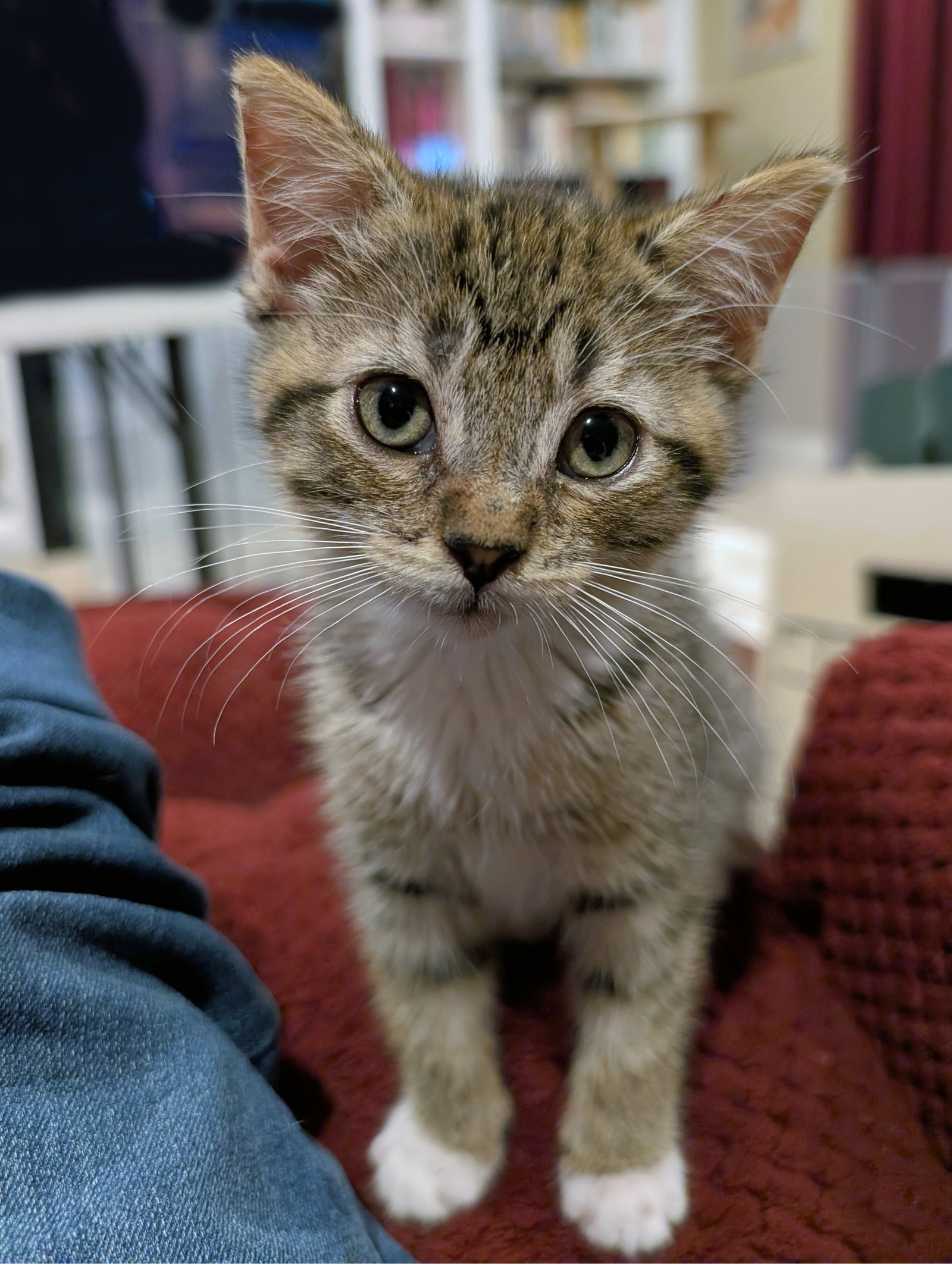 Daisy Skye (bonded w/ Lily Pad), photo 11
