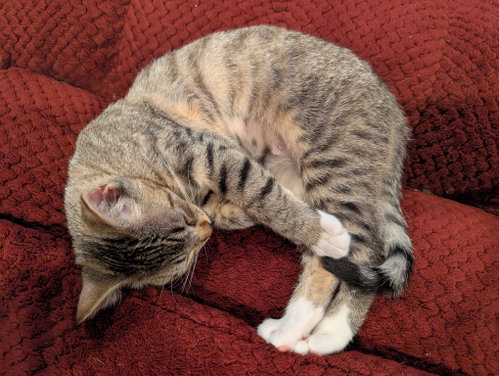 Photo 3 of Daisy Skye (bonded w/ Lily Pad)