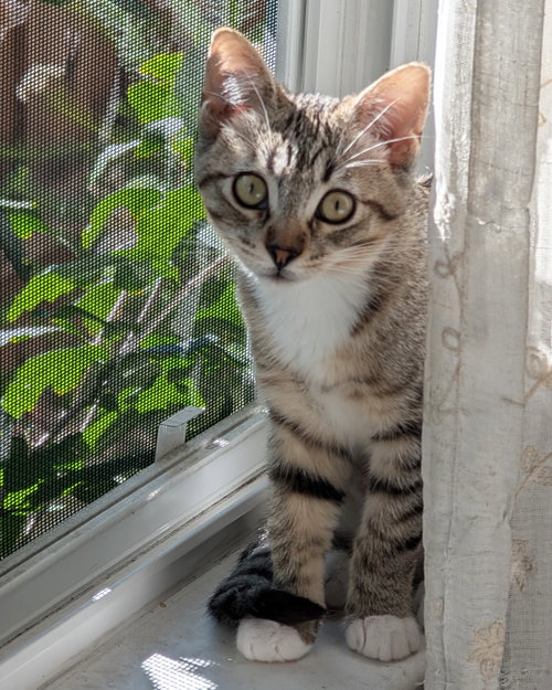 Daisy Skye (bonded w/ Lily Pad), a cat for adoption from The Dancing Cat