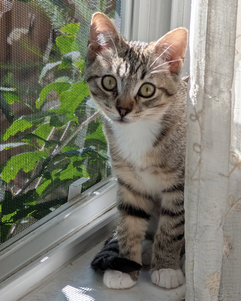 Daisy Skye, a female kitten up for adoption