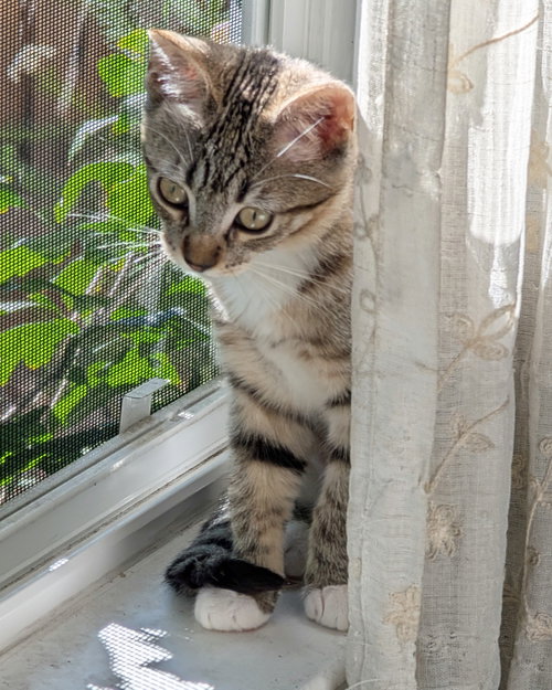 Photo 6 of Daisy Skye (bonded w/ Lily Pad)