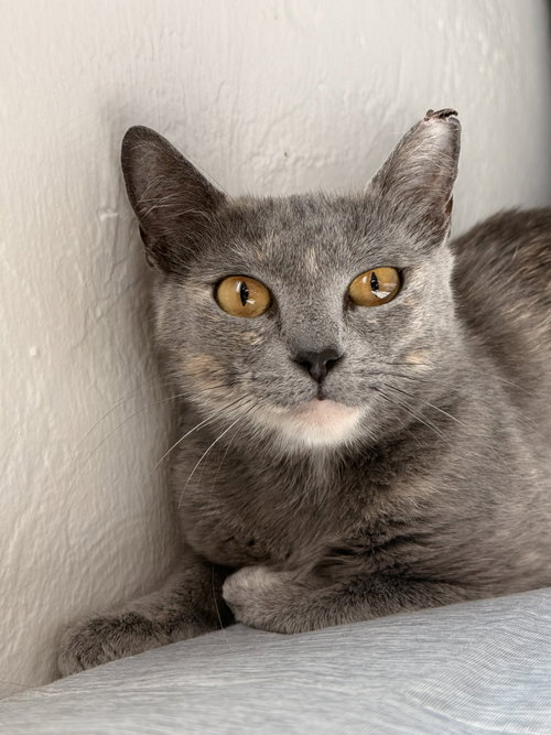 Circe, a cat for adoption from The Dancing Cat
