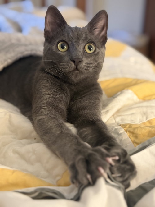 Bunny Hop, a cat for adoption from The Dancing Cat