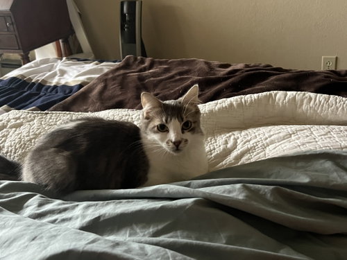 Pearl (Courtesy Post), a cat for adoption from The Dancing Cat