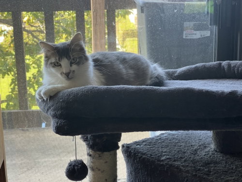 Photo 2 of Pearl (Courtesy Post)