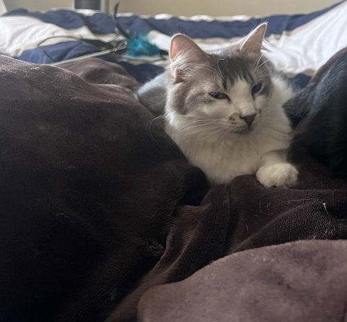 Photo 3 of Pearl (Courtesy Post)
