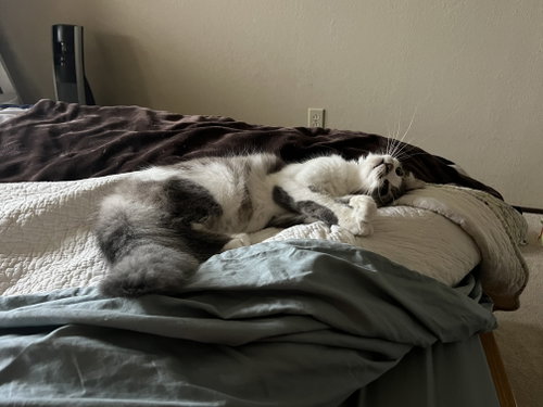 Photo 4 of Pearl (Courtesy Post)