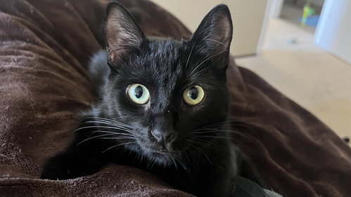 Fantine (Courtesy Post), a cat for adoption from The Dancing Cat