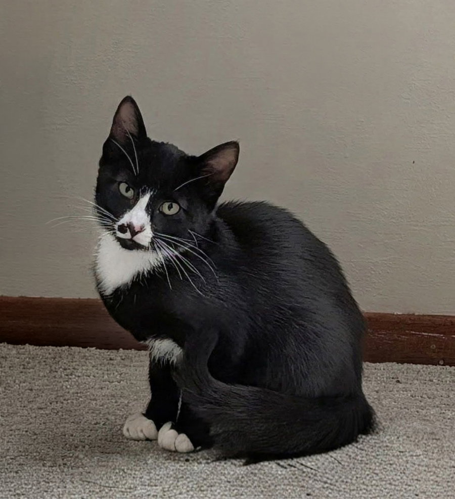 Juan Lennon (bonded w/ Lucia), photo 5