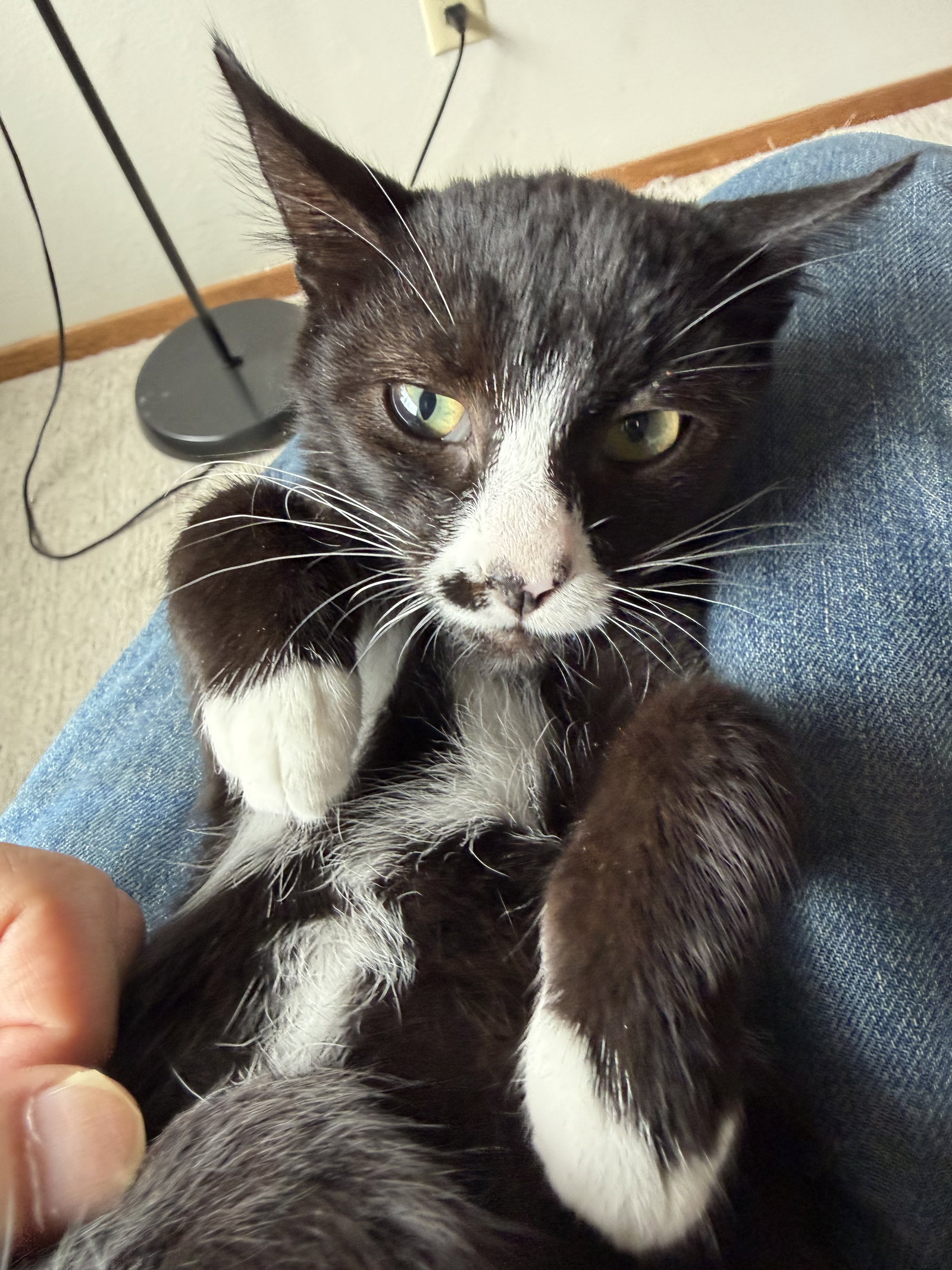 Juan Lennon (bonded w/ Lucia), photo 9