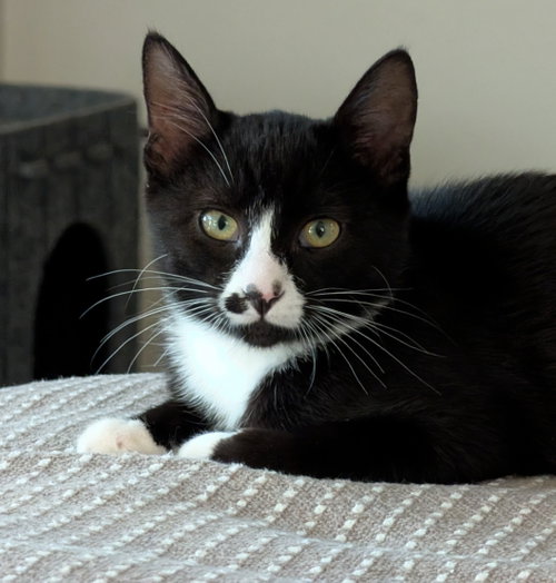 Juan Lennon (bonded w/ Lucia), a cat for adoption from The Dancing Cat