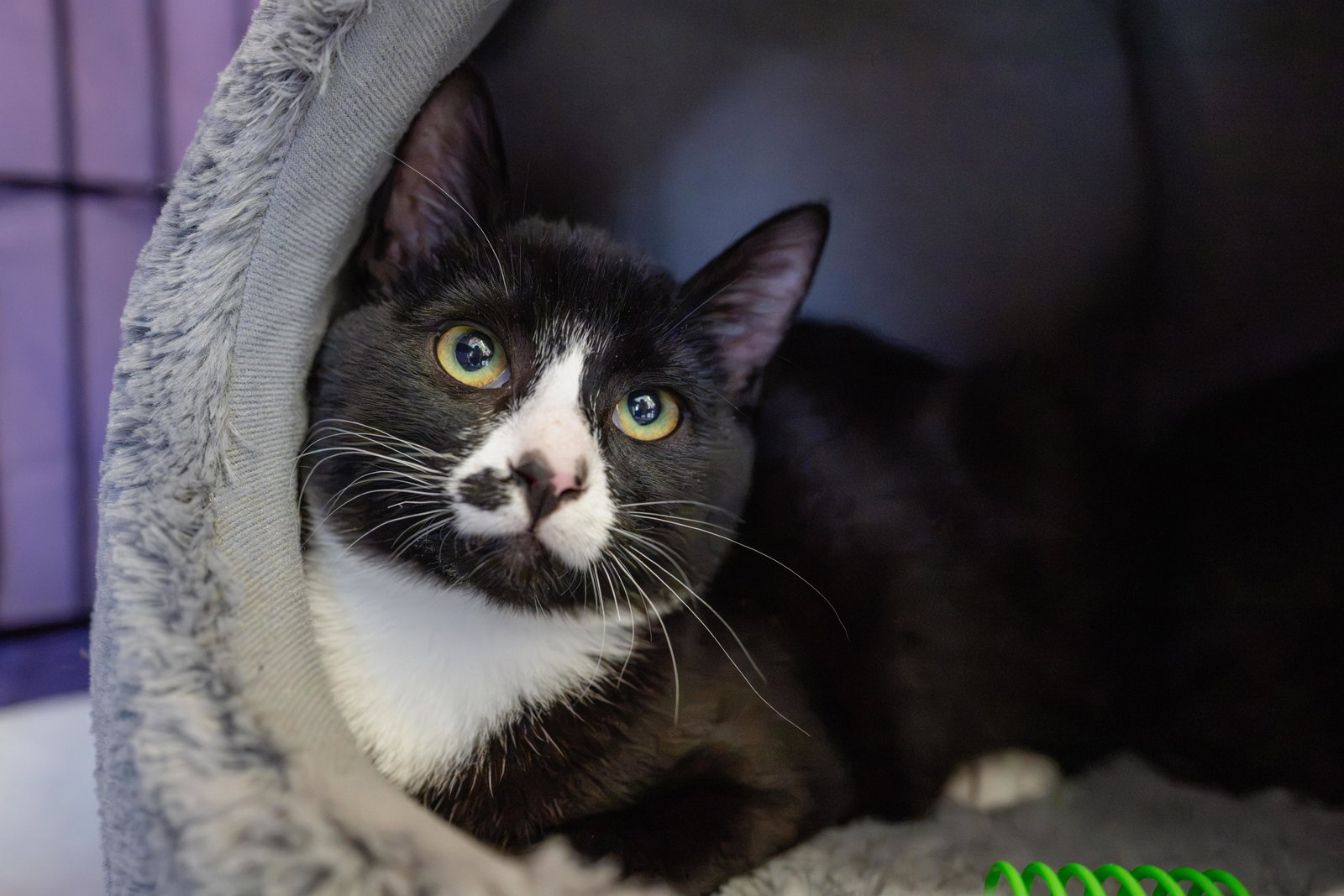 Juan Lennon (bonded w/ Lucia), photo 4