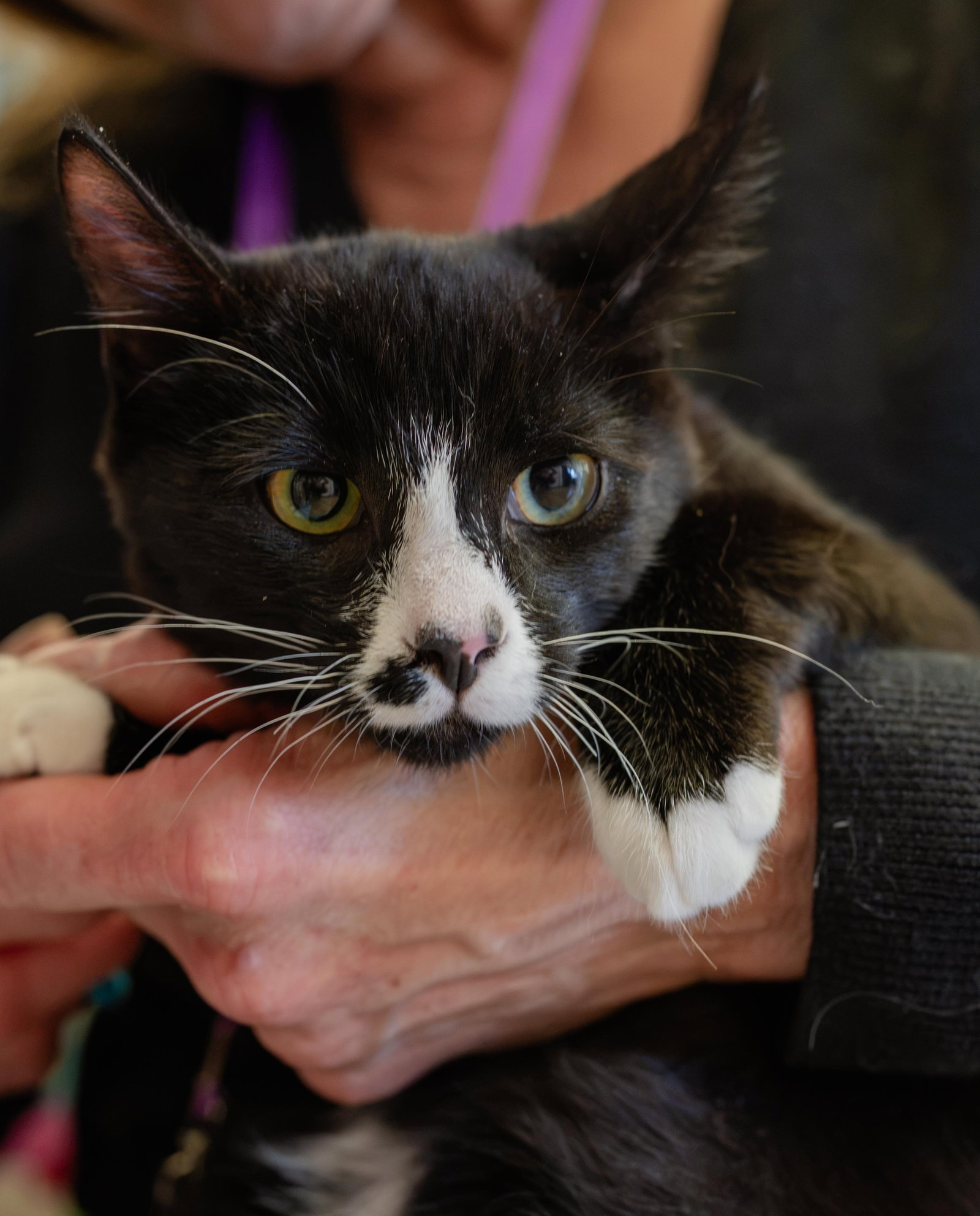 Juan Lennon (bonded w/ Lucia), photo 6
