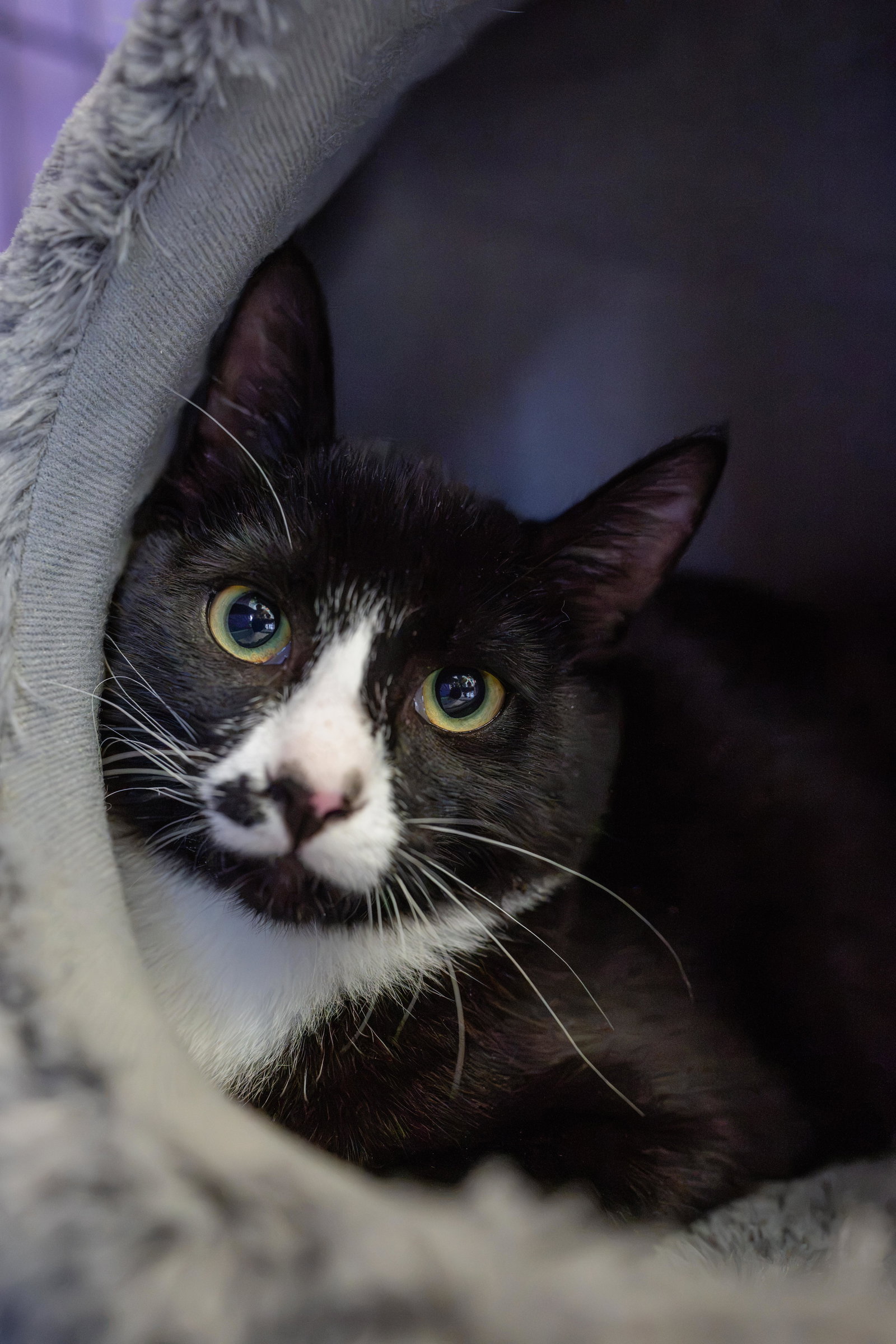 Juan Lennon (bonded w/ Lucia), photo 3
