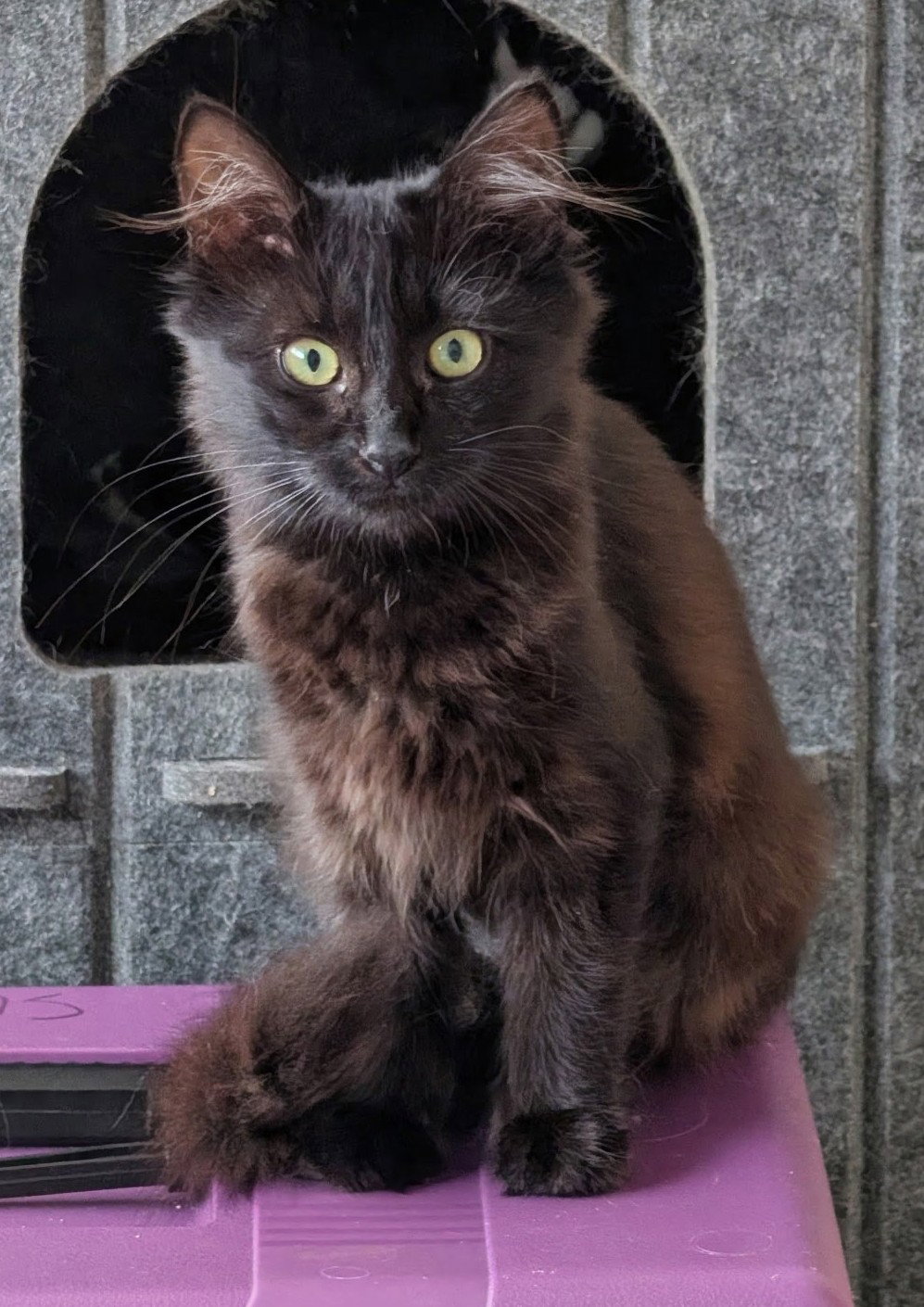 Lucia (bonded w/ Juan Lennon), photo 2