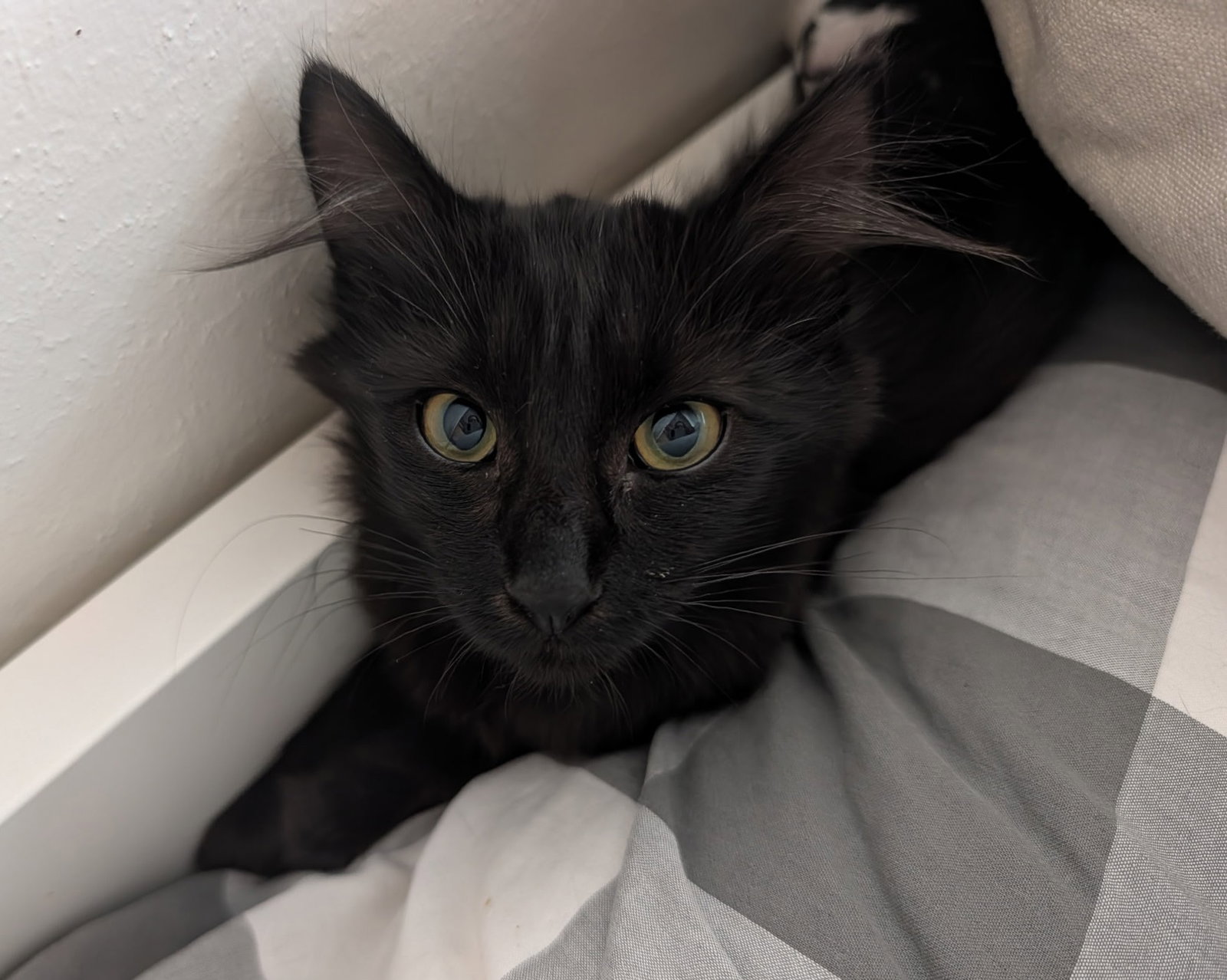 Lucia (bonded w/ Juan Lennon), photo 8