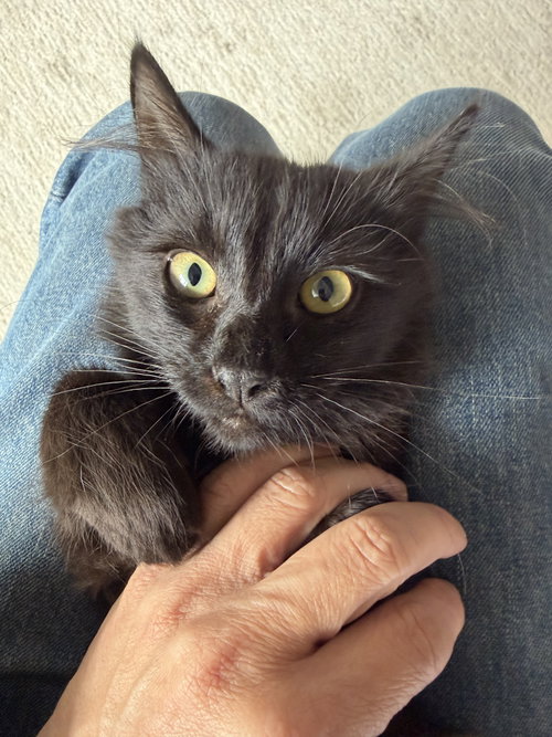 Photo 4 of Lucia (bonded w/ Juan Lennon)