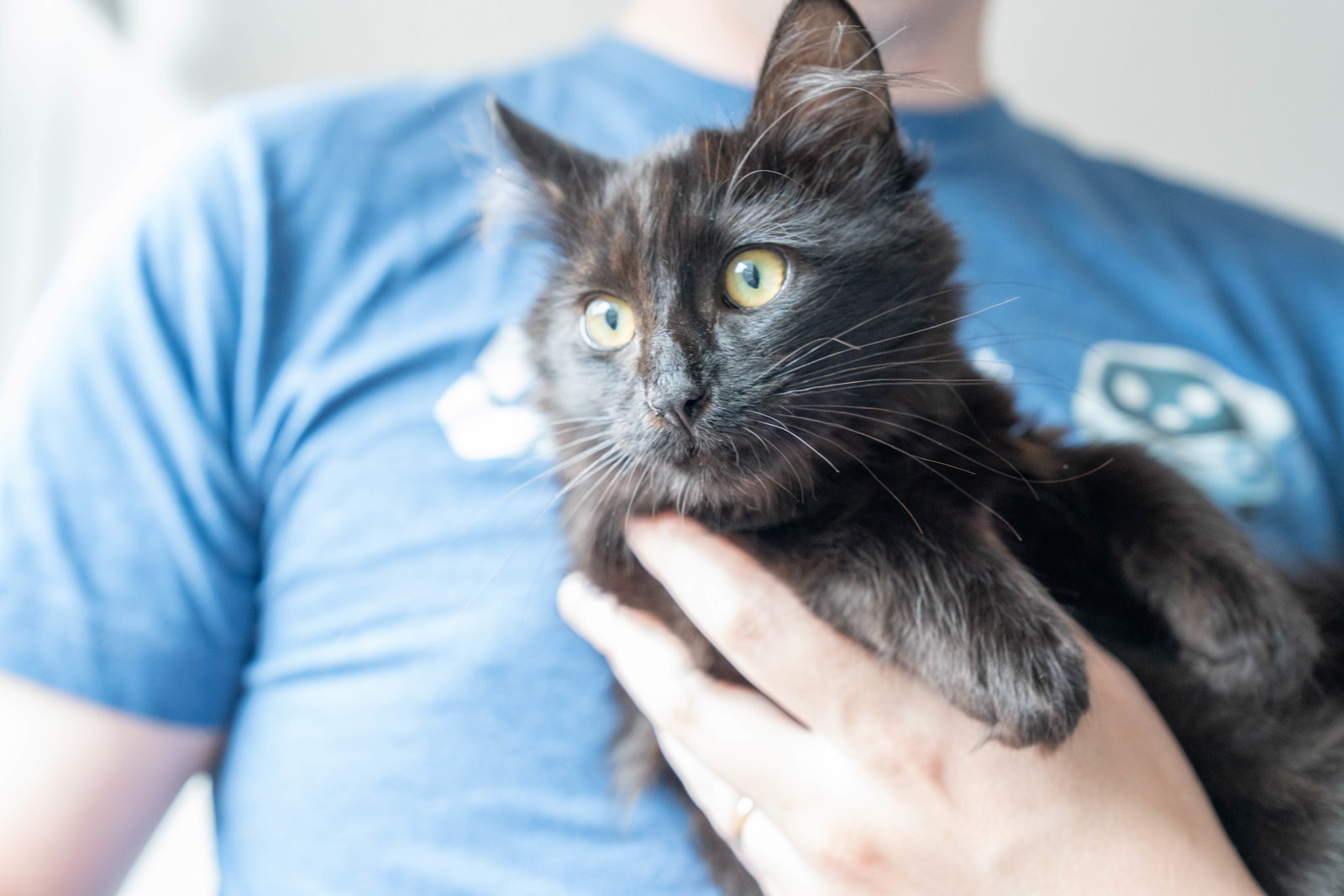 Lucia (bonded w/ Juan Lennon), photo 5