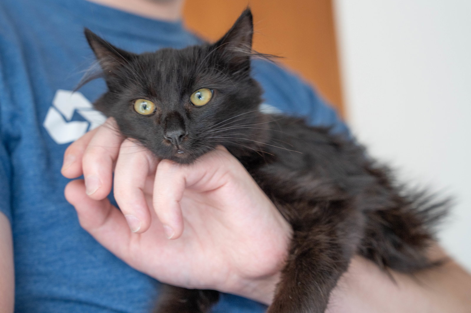Lucia (bonded w/ Juan Lennon), photo 6