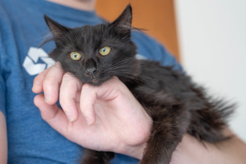 Photo 6 of Lucia (bonded w/ Juan Lennon)