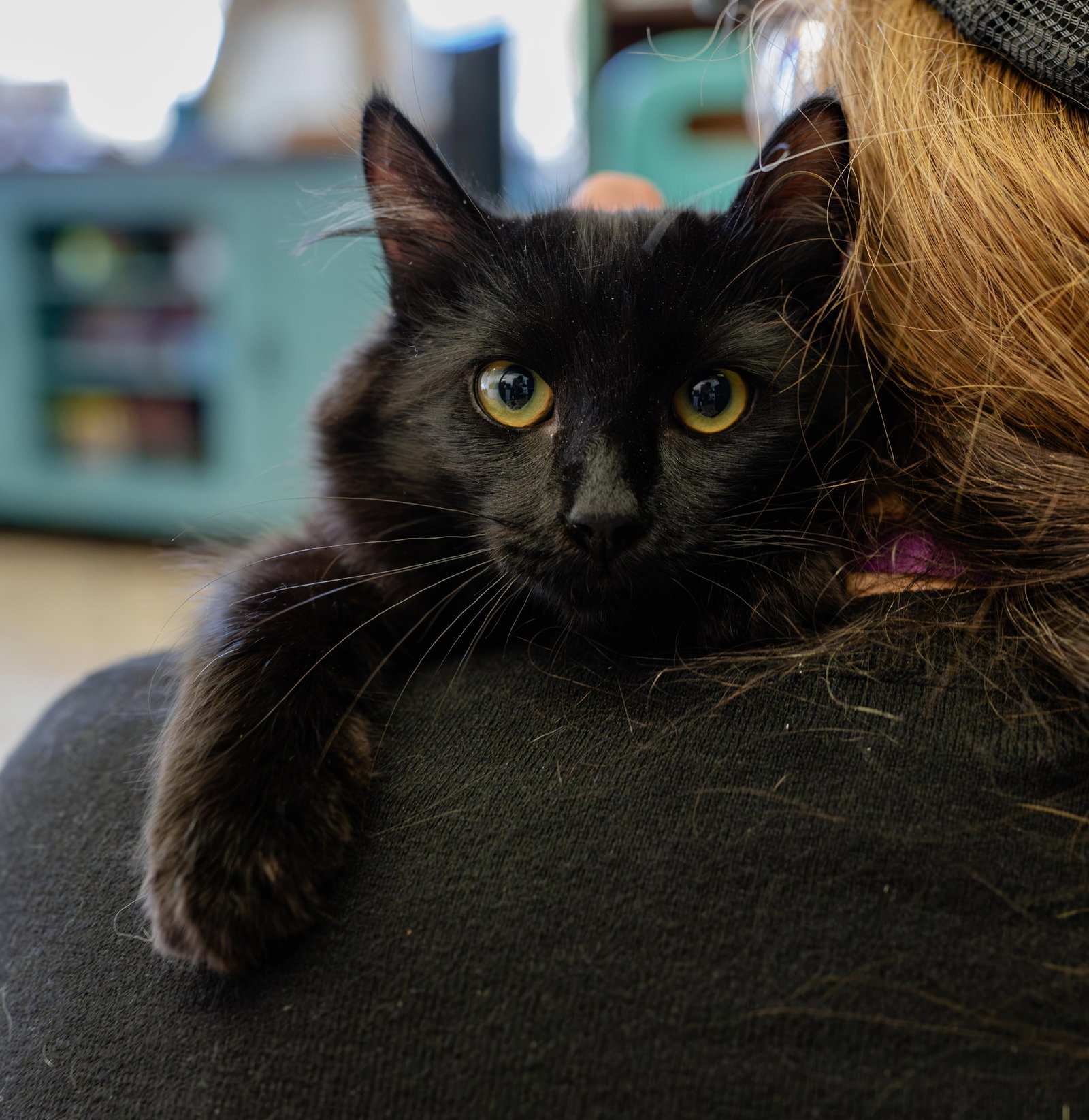 Lucia (bonded w/ Juan Lennon)