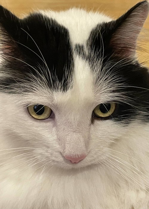 Oreo (Courtesy Post), a cat for adoption from The Dancing Cat