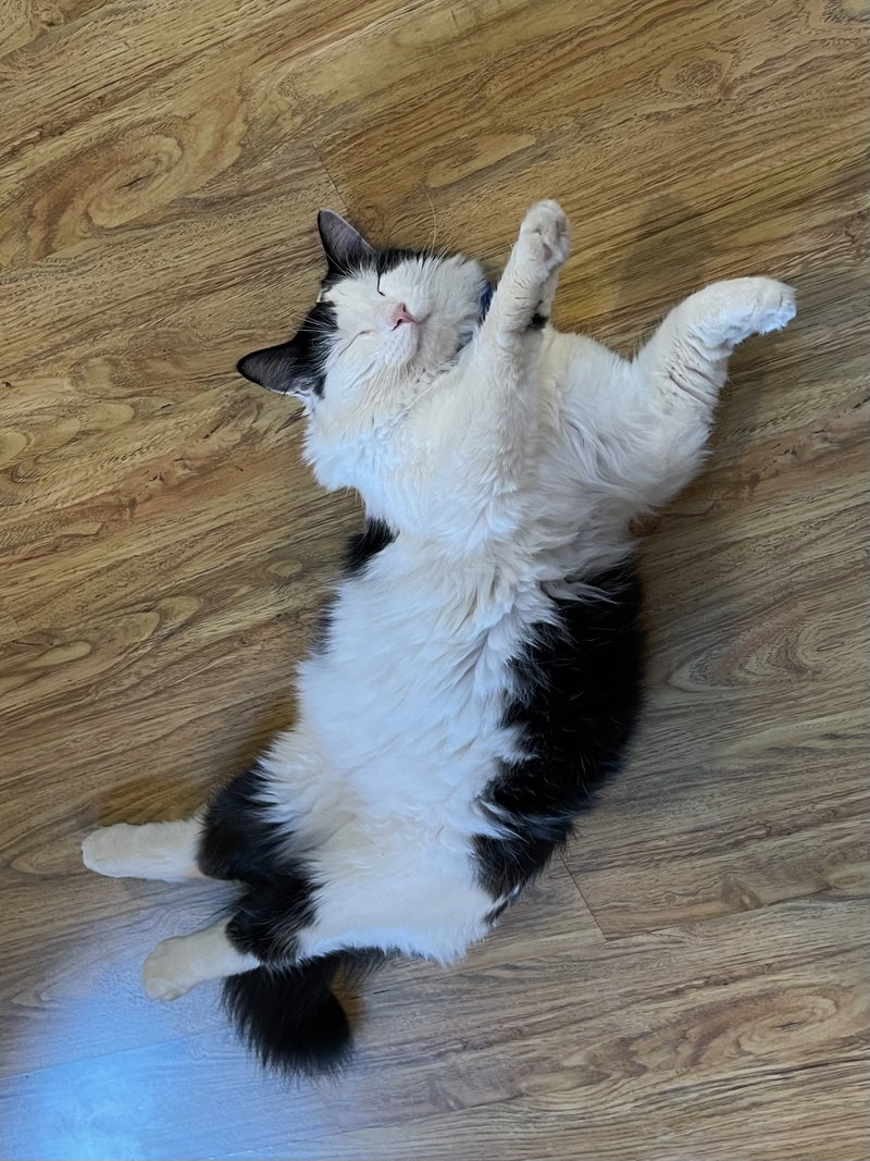 Oreo, photo 2