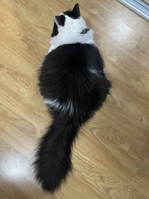 Photo 3 of Oreo (Courtesy Post)