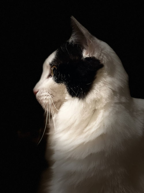 Photo 4 of Oreo (Courtesy Post)