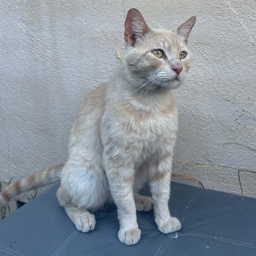 Berry (Courtesy Post), a cat for adoption from The Dancing Cat