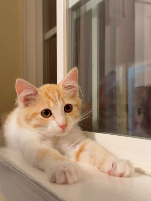 Honey Bee (bonded w/Pansy), a cat for adoption from The Dancing Cat