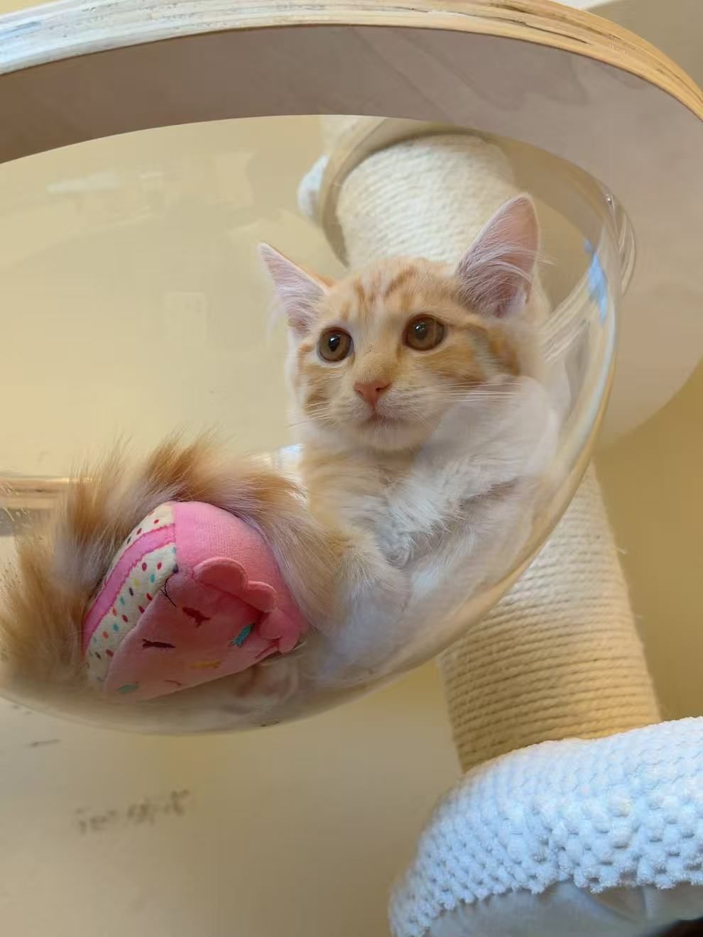 Honey Bee (bonded w/Pansy), photo 3