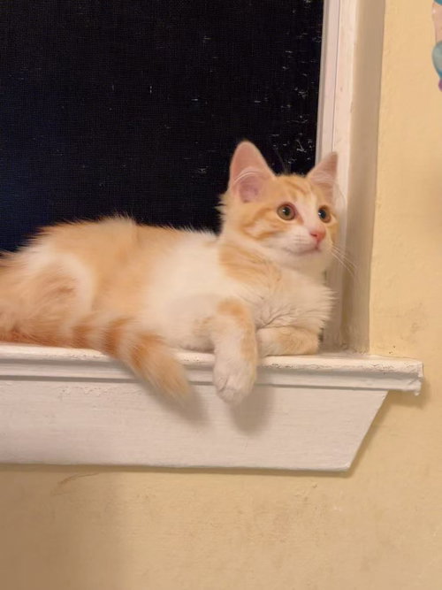 Photo 3 of Honey Bee (bonded w/Pansy)