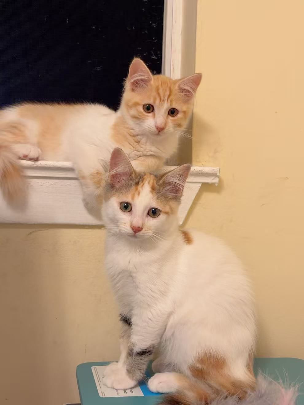 Honey Bee (bonded w/Pansy), photo 5